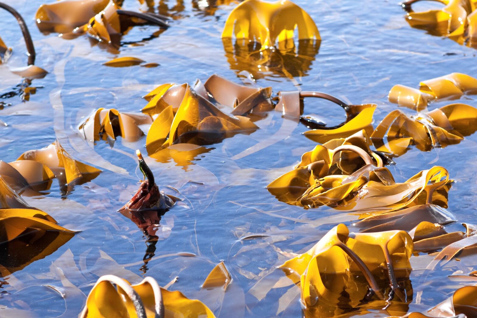 New catalytic enzymes and enzymatic processes from the marine microbiome  for refining marine seaweed biomass - BlueBio Cofund